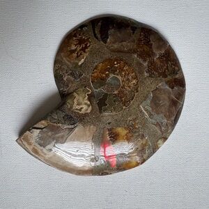Fossil Ammonite w/rainbow sheen/flash Red Flash opalised ammonite polished 1LB